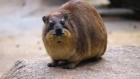 Close up of a rock hyrax  Stock Footage 252558357