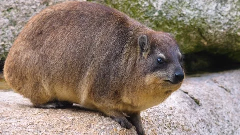 Close up of Rock hyrax Stock Footage 252742509