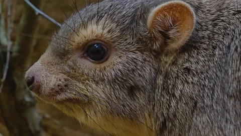 Close up of a rock hyrax head  Stock Footage 263888542