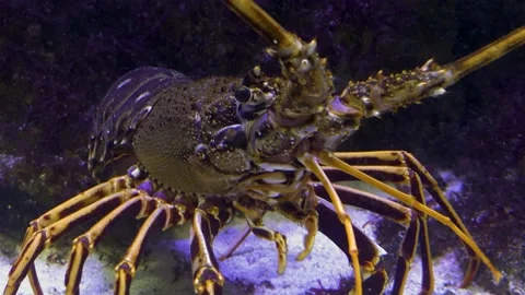 Close up of rock lobster  Video stock 141281891