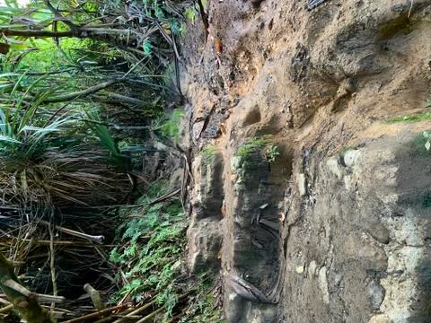 A close up of a rock next to a tree Stock Photos