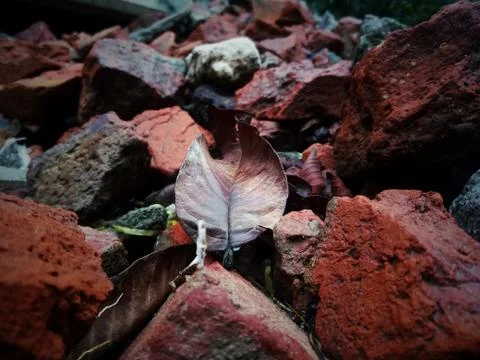 A close up of a rock Stock Photos
