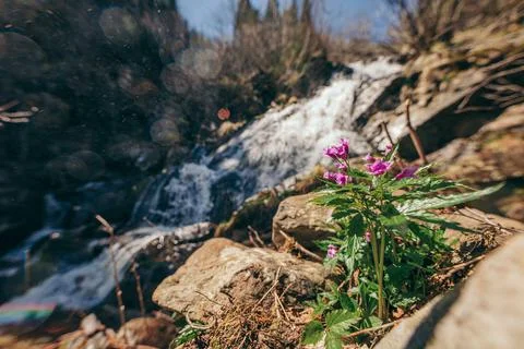 A close up of a rock Stock Photos