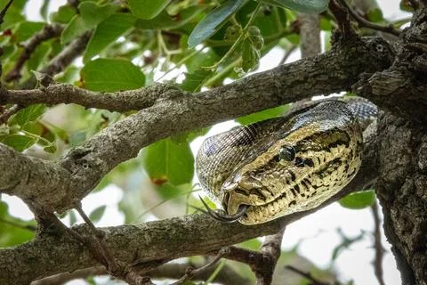 A close-up of a rock Python, Python sebae, in a tree. Foto stock