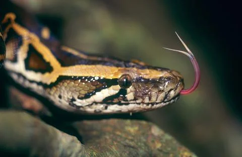 Close-up of a Rock Python sticking out its tongue (Python molurus) Photos