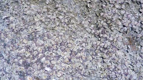 Close-up Of A Rock Surface Covered In Barnacles Stock Photos