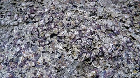 Close-up Of A Rock Surface Covered In Barnacles Foto stock