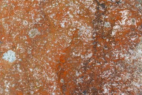 A close-up of a rock surface covered in vibrant orange lichen. The natural .. Stock Photos