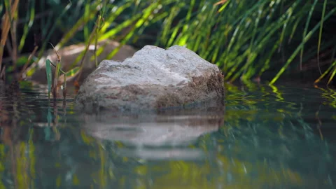 Close-up of a rock surrounded by gently flowing stream water and green reeds on Stock Footage 345715062