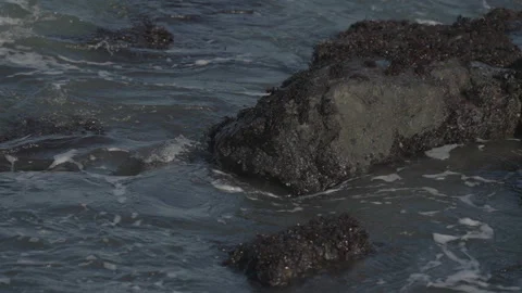 Close-up of rock in water with algae, San Francisco Видео 333580804