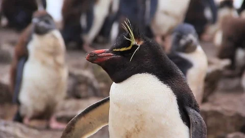Close Up of Rockhopper Penguin in Berkeley Sound - Falkland Islands Stock-Footage 84293840