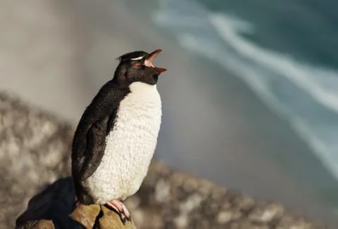 Close up of a Rockhopper penguin calling Stock Photos