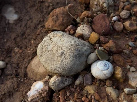 Close up of rocks and snail shell on earthy ground surface Stock-Fotos