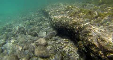 A close up of rocks at the bottom of the Atlantic Ocean Stock Footage 42805739