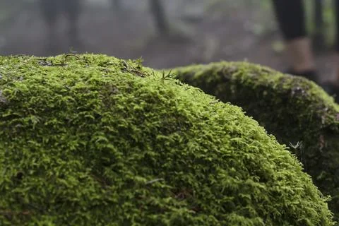 Close-up of rocks covered with moss Stock Photos