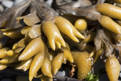 Close up of rockweed. Stock Photos