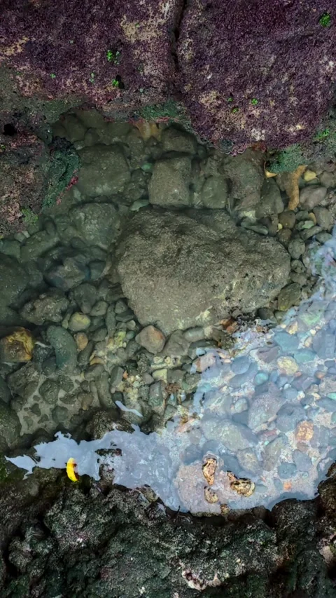 Close-up of rocky coastal tide pool with algae and shallow seawater Stock Footage 346741021