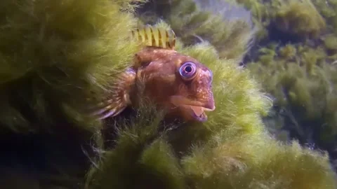 Close up of rocky goby fish hiding in seaweed underwater Видео 333476180