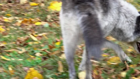 Close-up of a Rocky Mountain Gray Wolf sniffing the ground and a rock. Stock Footage 142189931