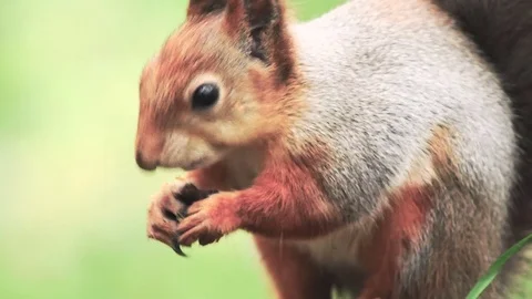 Close-up of rodent squirrel eating nuts in an autumn forest. Sciurus vulgaris Stock Footage 80982949