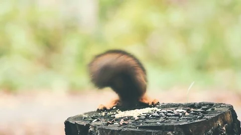 Close-up of a rodent squirrel on a hemp with a fluffy tail. Stock Footage 80983360