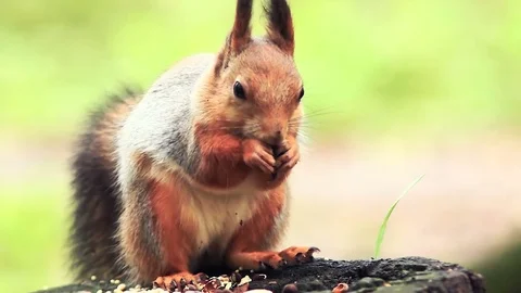 Close-up of rodent squirrels with sharp claws on the paws. Video stock 80983141