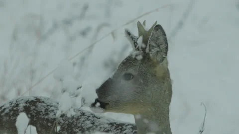 Close-Up Roe Deer Buck Head in Snowfall Stock Footage 335181477