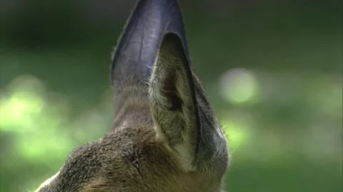 Close up of roe deer ear movements Stock Footage 308010073