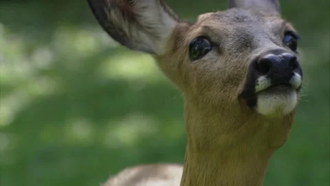 Close up of roe deer face looking directly into the camera Stock Footage 308010072