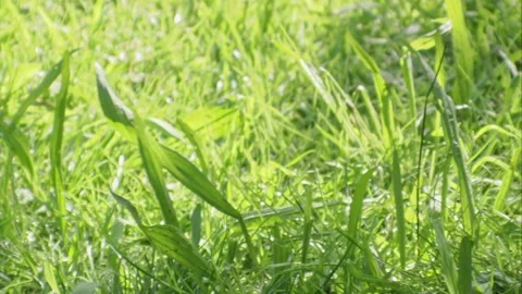 Close up of roe deer grazing Stock Footage 308010078