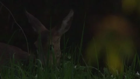 Close-up of roe deer grazing partially hidden behind tall grass in early morning Stock Footage 330951486