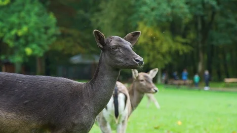 Close Up of Roe Deer in a Park Stock Footage 120118238