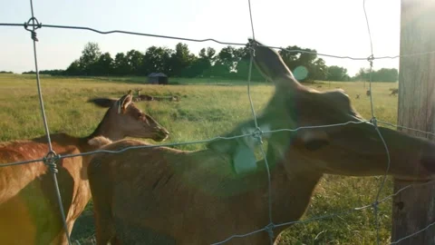 Close up Roe deer. People feed the roe deer on the sunset in the evening. Stock Footage 147752055