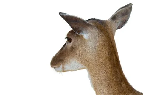 Close-up of a roe deer Stock Photos
