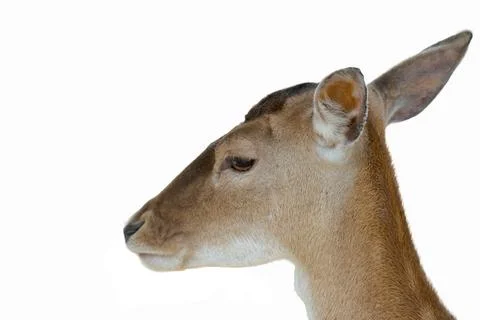 Close-up of a roe deer Stock Photos