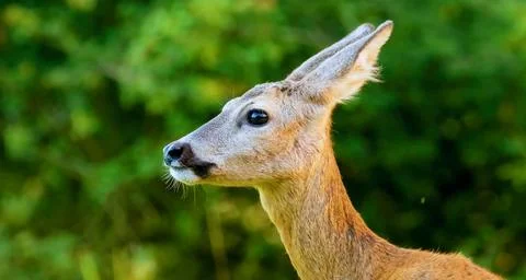 A close-up of a roe deer's head. Foto stock