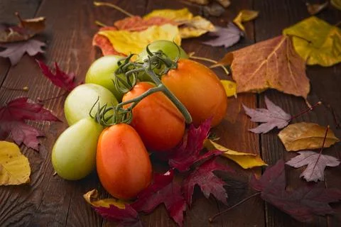 Close up of roma tomatoes on a table. Stock Photos