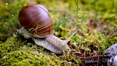 Close-up of a Roman Snail Crawling on Moss Stock Footage 308636071