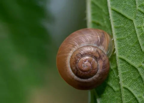 Close-up of Roman snail shell on the back of the leaf. Stock Photos