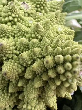 Close up of romanesco broccoli Stock Photos