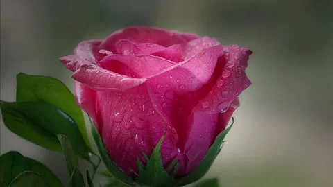 Close-up of Romantic Pink Rose with Dewdrops. Stock Footage 335375212
