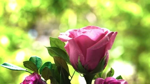 Close-up of Romantic Pink Rose with Dewdrops. Stock Footage 335375218