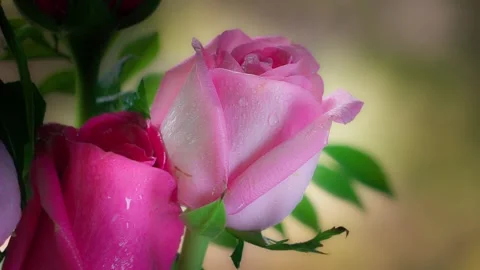 Close-up of Romantic Pink Rose with Dewdrops. Stock Footage 335375220