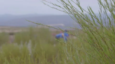 Close up: rooibos leaves, shallow depth of field Stock Footage 236563779