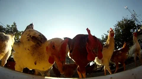Close-up of rooster and chickens eating from metal pan Stock Footage 18960726