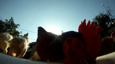 Close-up of rooster and chickens eating Stock Footage 18966519