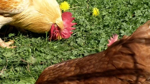 Close up: Rooster and chickens picking up food found in the green grass Stock Footage 89170458