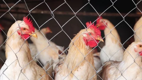 Close-up of a rooster and chickens with white and red feathers Stock Footage 160402959