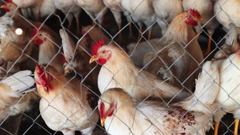 Close-up of a rooster and chickens with white and red feathers in a cage Video stock 160403023