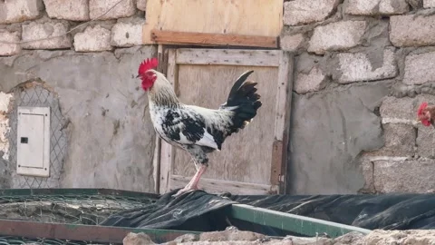 Close Up of Rooster and Hen beside Stone Brick Wall in Rural Village Courtyard Stock Footage 333247045